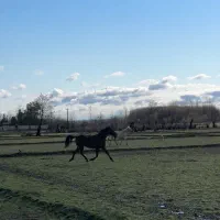 مادیون قره کهر یورقه