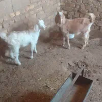 دو راس بزغاله ماده فروشی