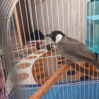 پرنده خوش آواز|پرنده|نیریز, |دیوار