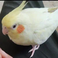 گمشده