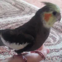 عروس هلندی گمشده|پرنده|ایوان, |دیوار