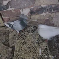 سبز و سفید جوجه سرونج زرد هردو جوجه یک اغول جفت نر|پرنده|میان جلگه, |دیوار