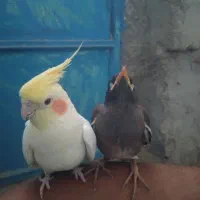 عروس هلندی بالغ نر سخنگو|پرنده|شیروان (خراسان), |دیوار