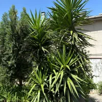 بنسای یوکا تنه بزرگ بسیار زیبا