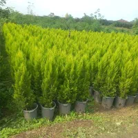 درخت بندار بن بالا شهر داری