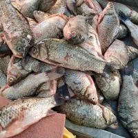 ماهی اوشین فقط عمده