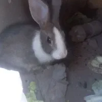 خرگوش