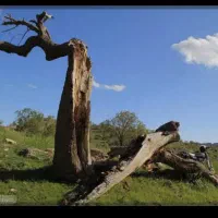 چوب بری و هرس کردن درختان خشک|خدمات باغبانی و درختکاری|مرودشت, بیست متری بیمارستان|دیوار