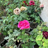 گل رز باغچه