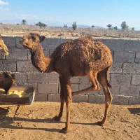 هاشی نر|حیوانات مزرعه|راور, |دیوار