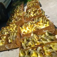 فروش ویژه جوجه در انواع نژاد