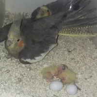 عروس هلندی|پرنده|زابل, |دیوار