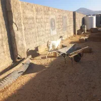 ه بز درجه یک خالص همشونم تا ۲ماه دیگه میزاین|حیوانات مزرعه|لردگان, |دیوار