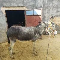 قیمت توافقی با بره ماده هم معاوضه میکنم