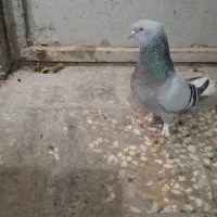 کبوتر نروماده دمسفید دوکاکل با جوجه