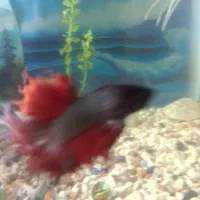 فایتر ماهی نر|ماهی|چابهار, |دیوار