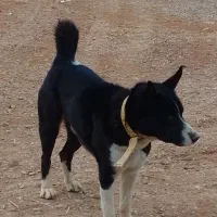 سگ جانوری|سگ|شاهین‌شهر, خبرنگار|دیوار