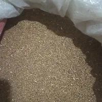 بذر یونجه دیم