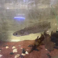 فروش یا معاوضه چند ماهی خاص