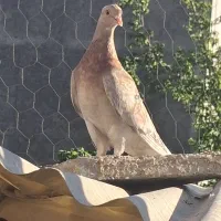 کبوتر جوجه