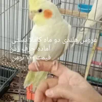 عروس هلندی دستی|پرنده|شهریار, دهشاد پائین|دیوار