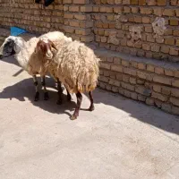 میش چاق 47کیلو|حیوانات مزرعه|کوهسار (البرز), |دیوار
