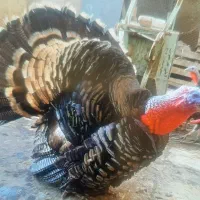 بوقلمون وقوغاز