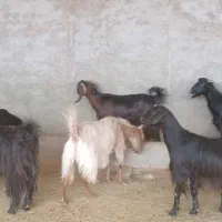 فروش ۱۵ راس بزدرجه یک و روزگاری