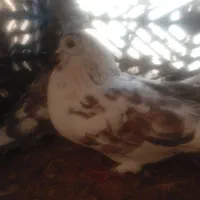 کبوتر|پرنده|اصفهان, بهارستان|دیوار