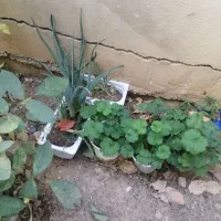 گل اپارتمانی|گل و گیاه طبیعی|یاسوج, |دیوار