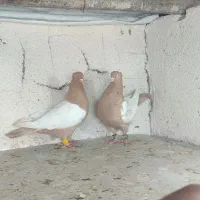 نروماده سینه زرد ۶ دونگ