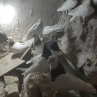 کبوتر|پرنده|خسروشاه, |دیوار