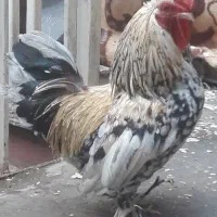 مرغ خروس چاق و چله سالم