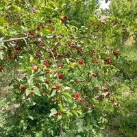 باغ و زمین سد کارده