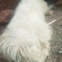 سگ پاکوتاه باهوش|سگ|بم, |دیوار