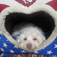 سگ گمشده 1403|حیوانات|ورامین, ورامین|دیوار