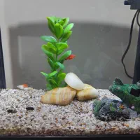 آکواریوم|ماهی|رامهرمز, |دیوار