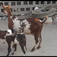 بز صلاله گل توپی دوقلوزا