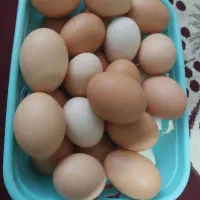 تخم مرغ محلی ۲۰ هزار تومان
