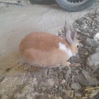 خرگوش مناسب باغ یا خونه