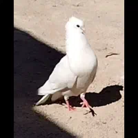 معاوضه کبوتر|پرنده|پلدختر, |دیوار