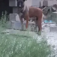 یک عدد مالینویز ماده تنها