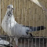 باخت رفته اگه کسی پیدا کنه مژدگانی خوب