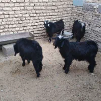 بزغاله چاق|حیوانات مزرعه|دهلران, |دیوار