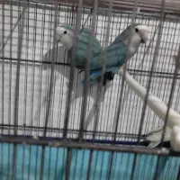 یک جفت طوطی برزیلی