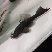 ۳ عدد کت فیش ال۵۹(l59