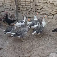 غاز
