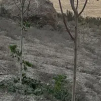باغ