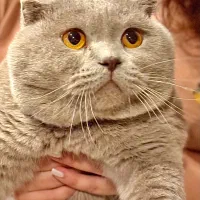 اسکاتیش فولد نر برای جفتگیری