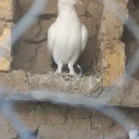 جوانه دم سیاه|پرنده|زهک, |دیوار